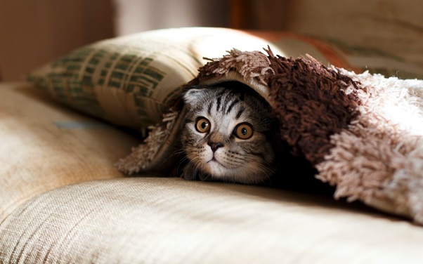 Viral Rumah Kucing Dua Lantai Dan Ada ACnya, Gemes Banget!