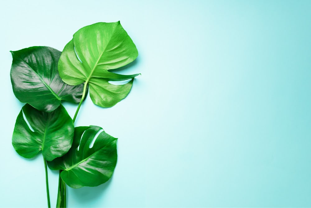 Tanaman Hias Monstera Dan Aglonema Jadi Primadona Saat Pandemi